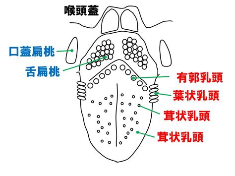 鎖舌構造